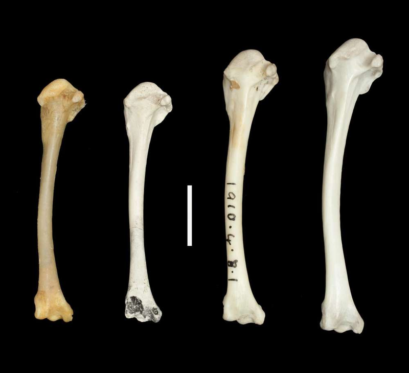 Illustration for article titled Esta ave se extinguió hace 136.000 años, y la evolución la trajo de vuelta